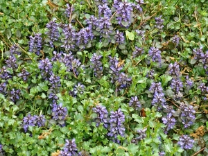 Ajuga-Zenegroen