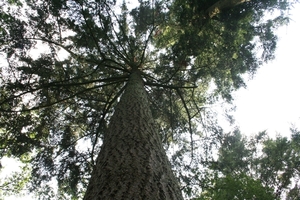 Bomen in de plantage