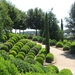 Buxus in vormsnoei.