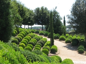 Buxus in vormsnoei.