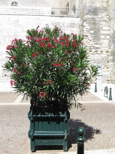 En van de bloembakken langs de muren van het kasteel.