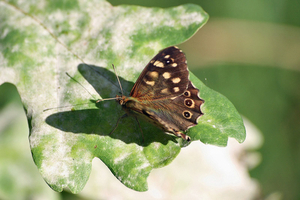 vlinder