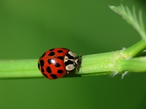 Lieveheersbeestje