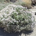 wilde bloemen