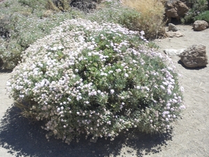wilde bloemen