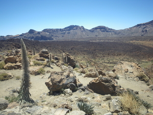 het enige groen tussen de lava zijn cactussen