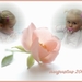 hanneke