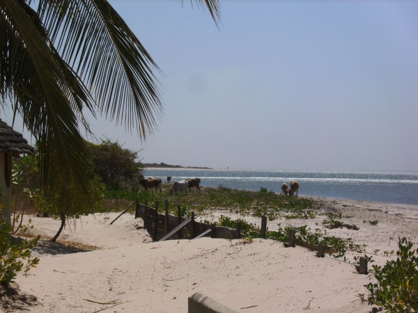 senegal jan,5  2009 030
