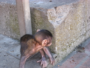 spanje 080