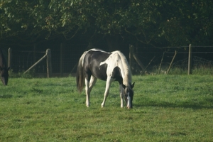 20080919-Zottegem 027