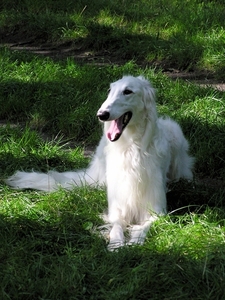 figor in het gras