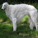 Figor staand