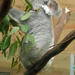 Koalabeertje