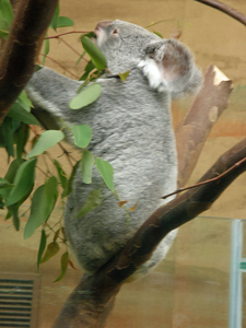Koalabeertje