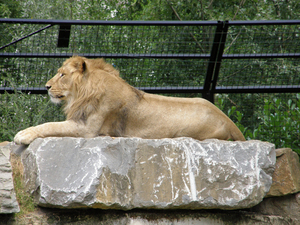 De koning van het dierenrijk