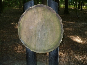 BUGGENHOUT BOS