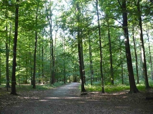 BUGGENHOUT BOS