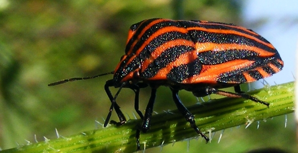 Gestreepte schildwants Graphosoma italicum (