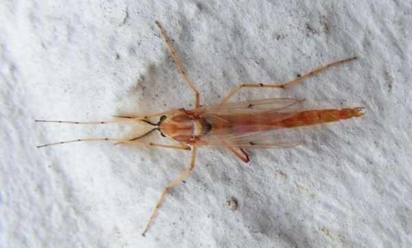 .             (Diptera Tipulidae)