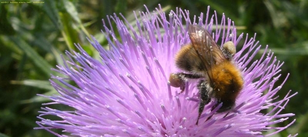 aardbij Andrena armata Gmel Andrenidae