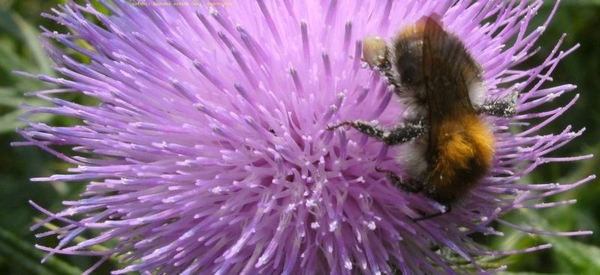 aardbij Andrena armata Gmel Andrenidae1