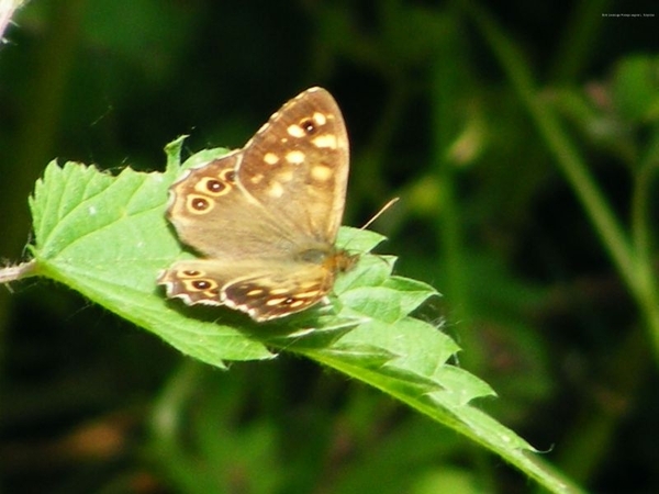 Bont zandoogje Pararge aegeria L. Satyridae