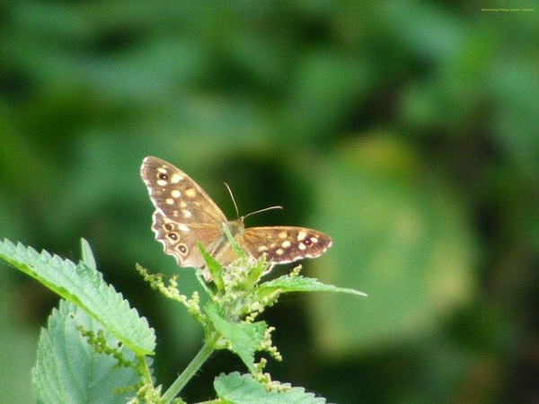 Bont zandoogje Pararge aegeria L. Satyridae1