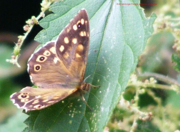 Bont zandoogje Pararge aegeria L. Satyridae2