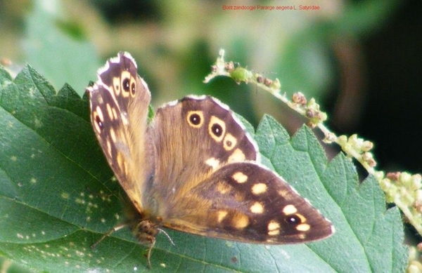 Bont zandoogje Pararge aegeria L. Satyridae3