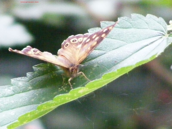 Bont zandoogje Pararge aegeria L. Satyridae4