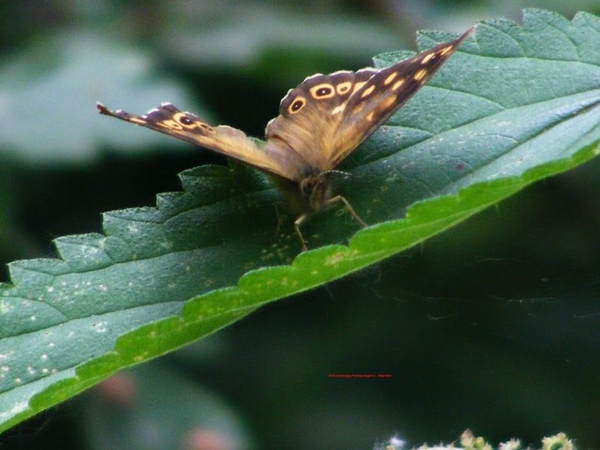 Bont zandoogje Pararge aegeria L. Satyridae5