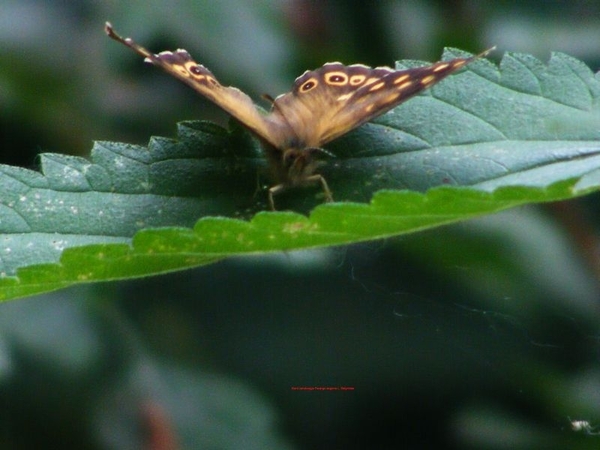 Bont zandoogje Pararge aegeria L. Satyridae6