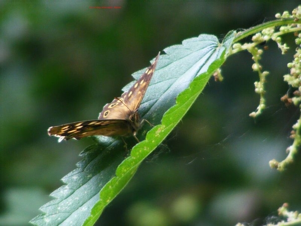 Bont zandoogje Pararge aegeria L. Satyridae7