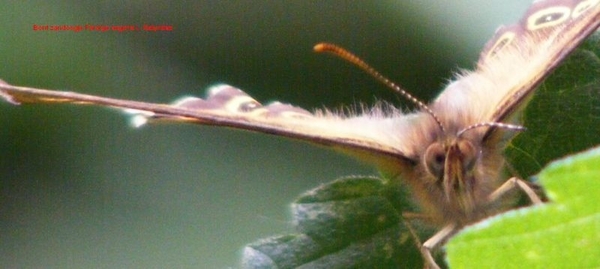 Bont zandoogje Pararge aegeria L. Satyridae8