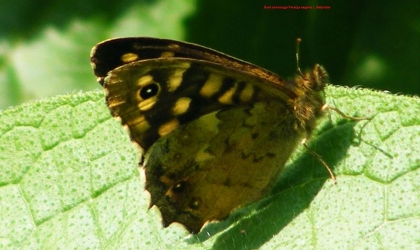 Bont zandoogje Pararge aegeria L. Satyridae9