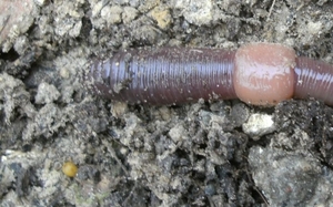 compostwormcocon