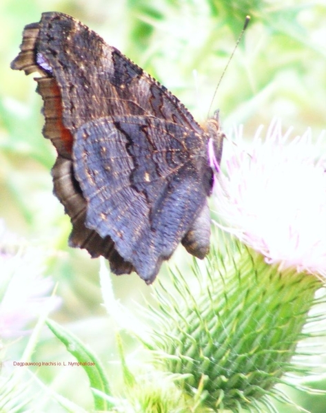 Dagpauwoog Inachis io. L. Nymphalidae