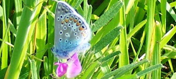 die wikke smaakt werkelijk uitstekend