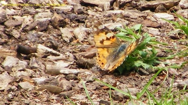 Distelvlinder Vanessa cardui L. Nymphalidae