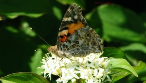Distelvlinder Vanessa cardui L. Nymphalidae1
