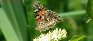 Distelvlinder Vanessa cardui L. Nymphalidae2