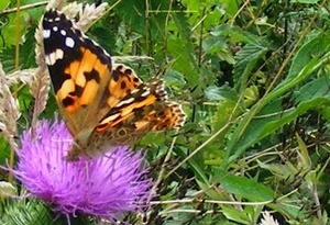 distelvlinder Vanessa cardui L. Nymphalidae3