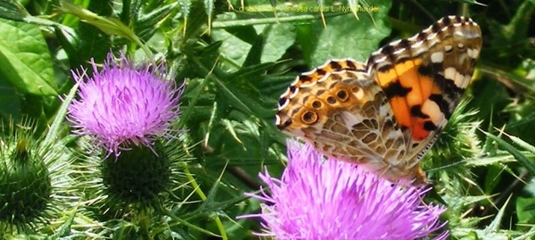 distelvlinder Vanessa cardui L. Nymphalidae4