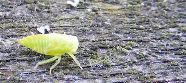 een héél klein insektje op de reling van het Neerbeekbrugje kan