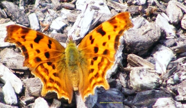 gehakkelde Aurelia Polygonia c-album L.