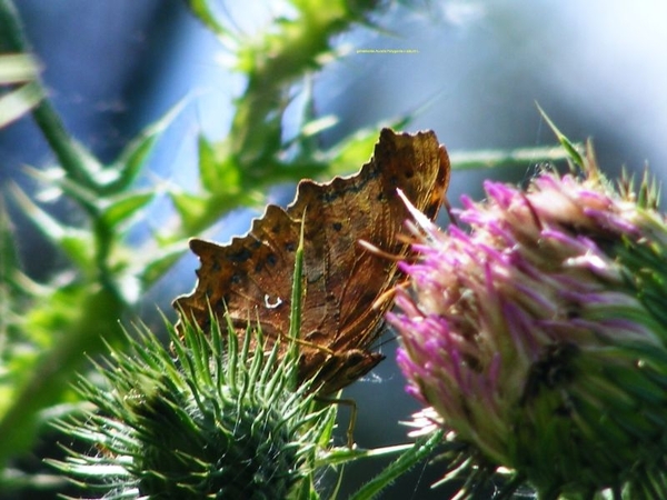 gehakkelde Aurelia Polygonia c-album L.1