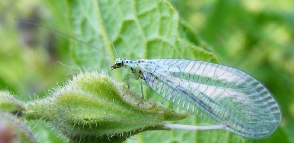 Goudooggaasvlieg  Chrysopa perla (Neuroptera Chrysopidae)