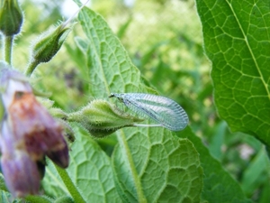 Goudooggaasvlieg  Chrysopa perla (Neuroptera Chrysopidae)1