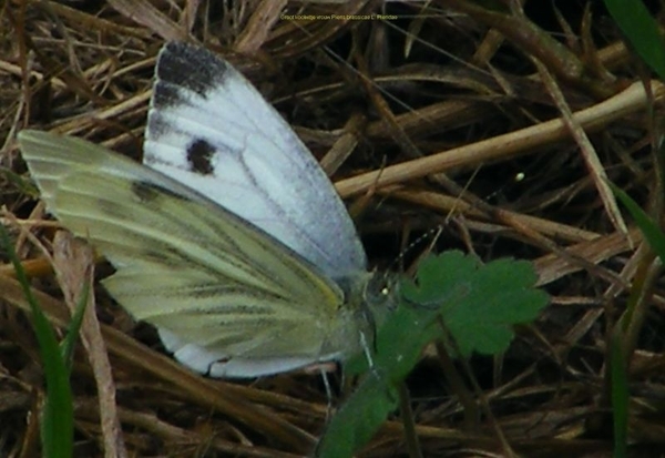 Groot koolwitje vrouw Pieris brassicae L. Pieridae