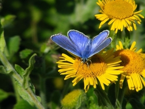 icarusblauwtje man Polyomatus icarus